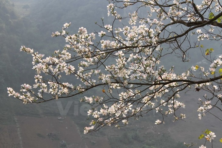 2016 Ban flower festival opens in Dien Bien province - ảnh 1